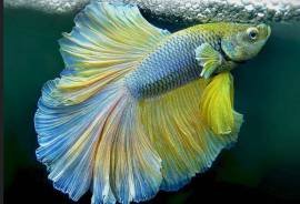 Betta splendens