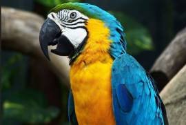 Macaw Parrot