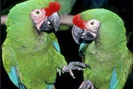 Macaw Parrot