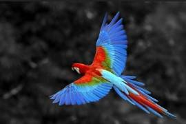 Macaw Parrot