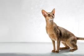 The best cat in the world